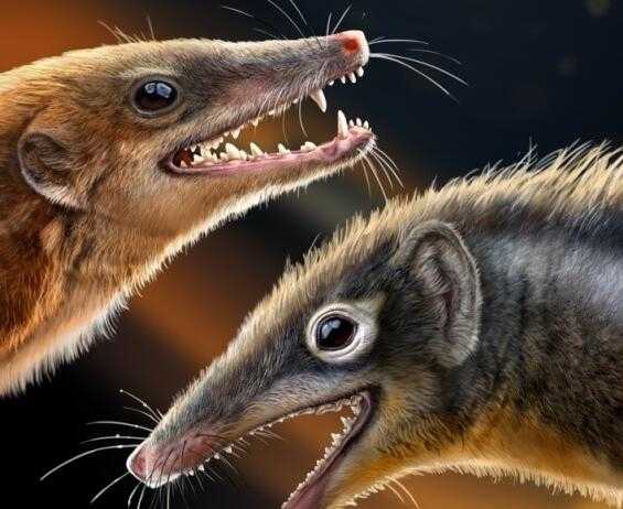 两只侏罗纪“小鼠” 竟能改写哺乳动物演化结构插图 两只侏罗纪“小鼠” 竟能改写哺乳动物演化结构