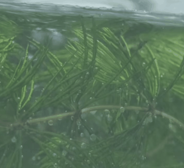 中国首次！神舟十八号乘组将在太空养鱼