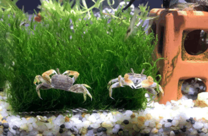 鱼缸养螃蟹水位多深最好?鱼缸养螃蟹能净化水质吗