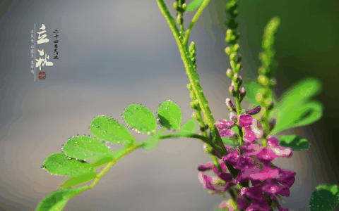 立秋在中伏有什么谚语?立秋在中伏代表什么