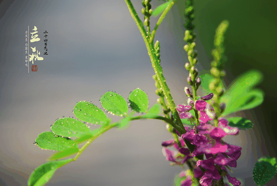 立秋在中伏有什么谚语?立秋在中伏代表什么插图 立秋在中伏有什么谚语1