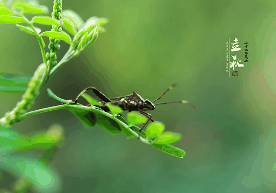 立秋在中伏有什么谚语?立秋在中伏代表什么插图2 立秋在中伏有什么谚语3