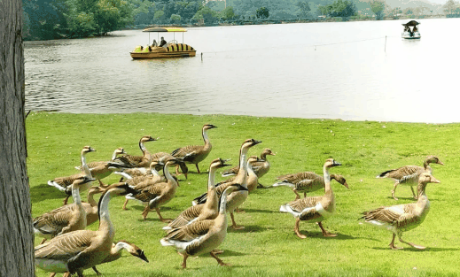 武汉野生动物王国停车方便吗?武汉野生动物王国停车场收费标准2024
