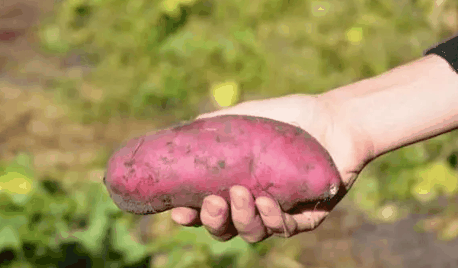 2024年夏至过后栽红薯晚吗?红薯什么时候载最好