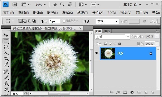 Photoshop怎么完成蒲公英抠图?Photoshop蒲公英抠图教程插图 Photoshop怎么完成蒲公英抠图_Photoshop蒲公英抠图教程