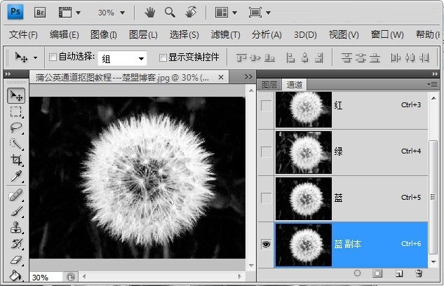 Photoshop怎么完成蒲公英抠图?Photoshop蒲公英抠图教程插图1 Photoshop怎么完成蒲公英抠图_Photoshop蒲公英抠图教程
