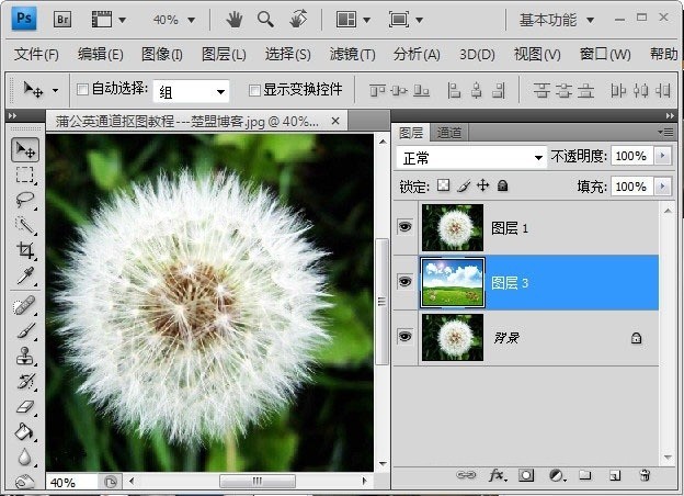 Photoshop怎么完成蒲公英抠图?Photoshop蒲公英抠图教程插图7 Photoshop怎么完成蒲公英抠图_Photoshop蒲公英抠图教程