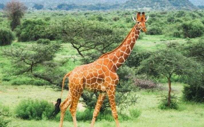 景区投喂长颈鹿一串树叶30元 景区称假期期间确实有溢价