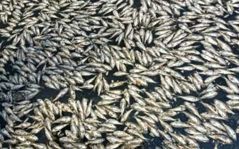 海南海口红城湖现大量死鱼 捞出8吨！现场异味很大