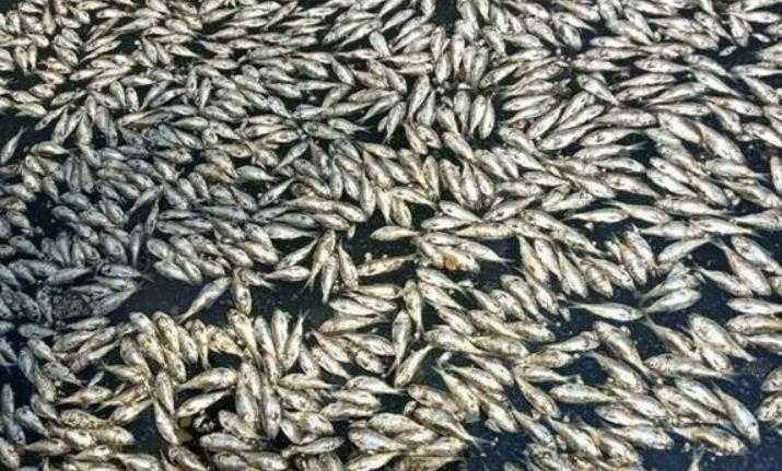 海南海口红城湖现大量死鱼 捞出8吨！现场异味很大