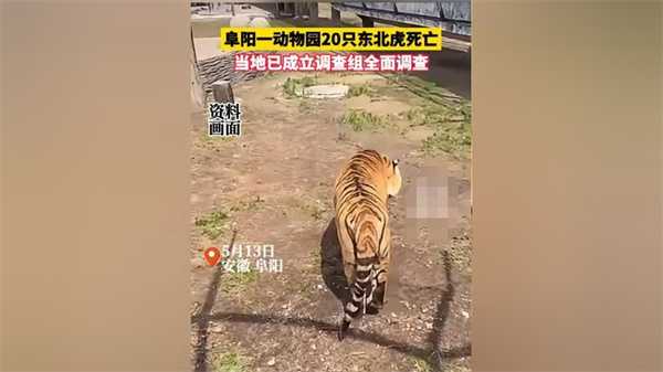 阜阳一野生动物园20只东北虎死亡 林业局回应彻查到底