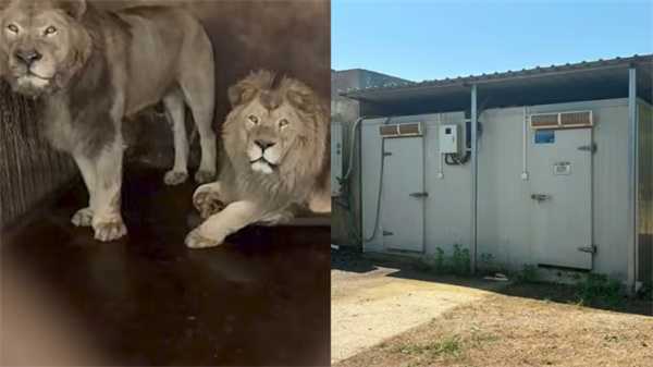 动物园回应东北虎死亡称非人为因素 闭园三天进行整改