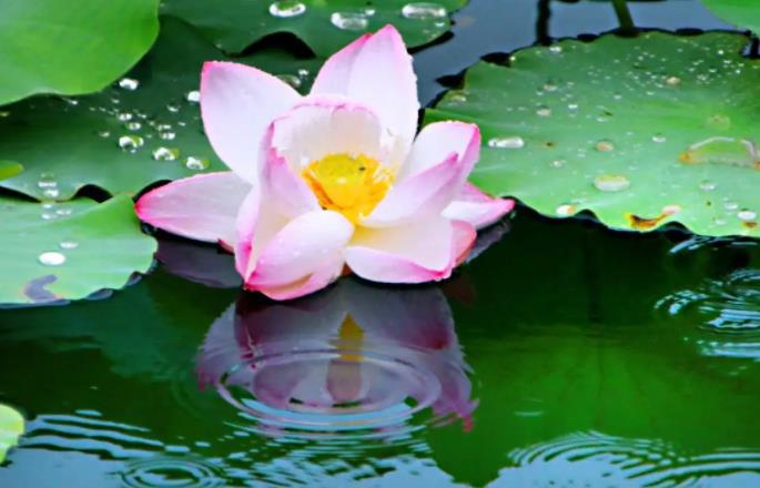 女子手机掉湖里向园区索赔 要求抽干湖水寻找插图1 手机掉入湖里