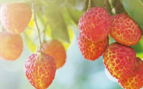 今年荔枝有的吃就不错了 供应量预计减少45%