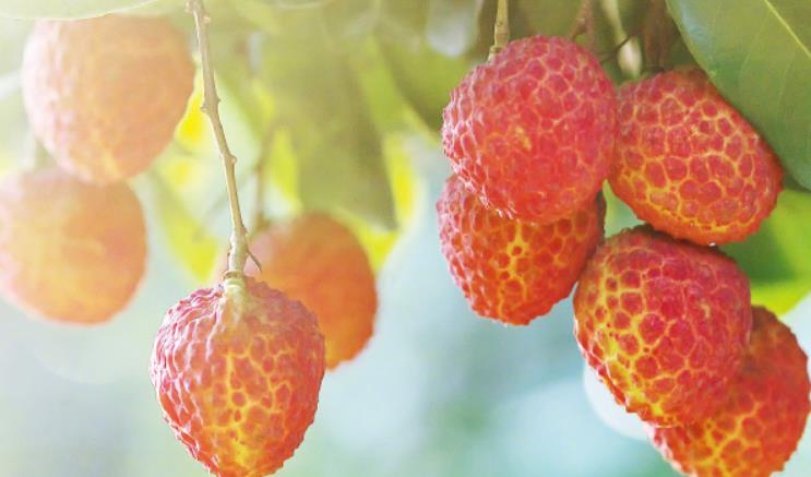今年荔枝有的吃就不错了 供应量预计减少45%