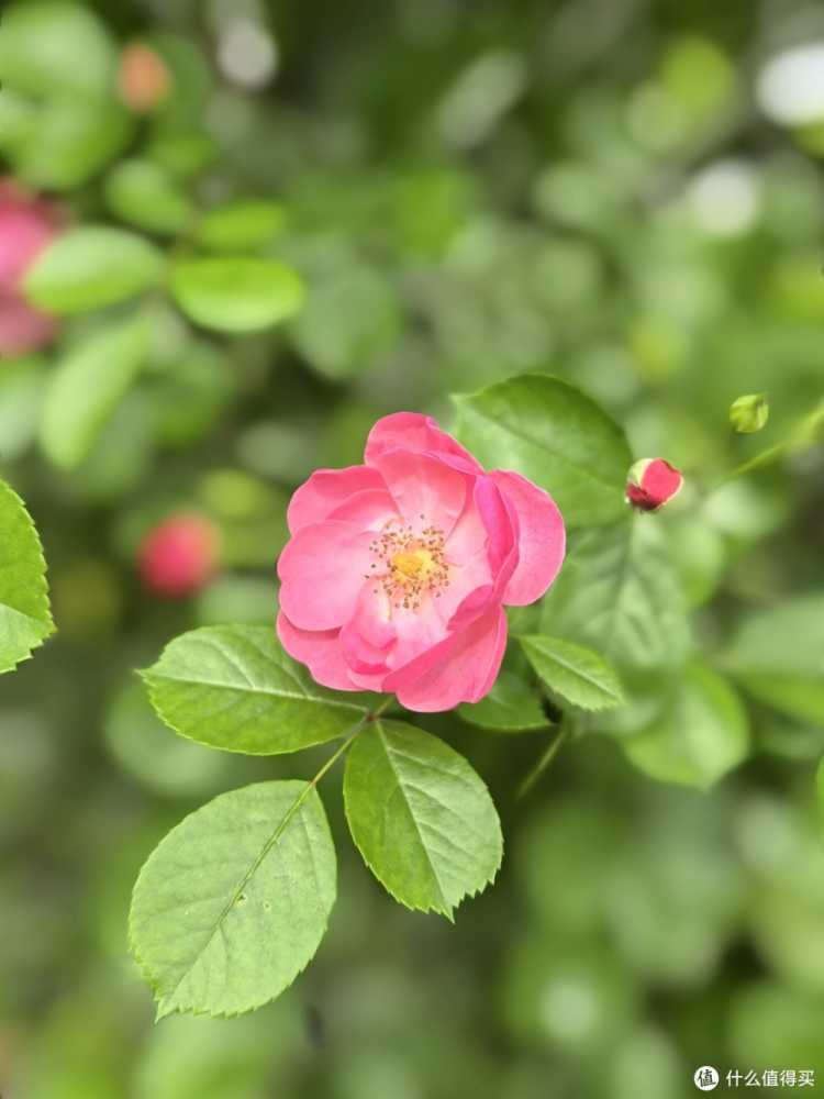 华为MATE60pro+宣白和PURA70ultra白色双持是个什么样的体验