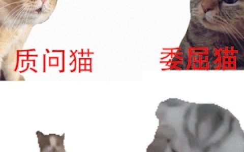两只猫meme视频全网爆火！到底对年轻人有什么魔力