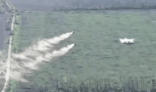 山东猫是什么梗 山东猫梗意思介绍插图2 山东猫是什么梗 山东猫梗意思介绍