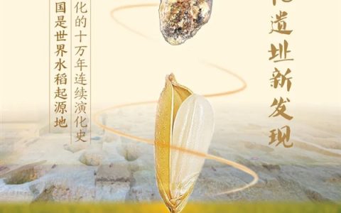 已有10万年！中国才是世界水稻的起源地
