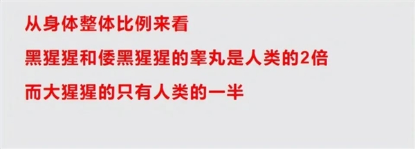 大猩猩身材魁梧 丁丁2.8厘米就够用！独享伴侣毫无压力