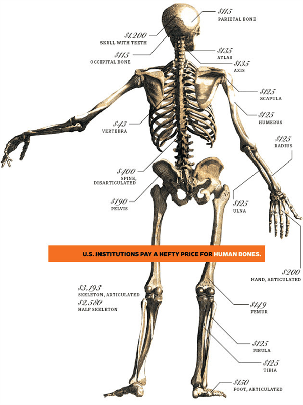 7000美元就能买到一副人体骨架！美国小伙创业网上卖人骨