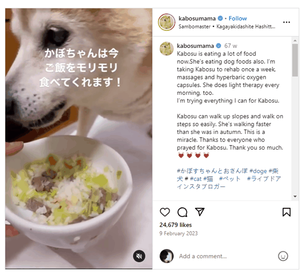 全世界最著名的狗狗 去世了插图21 全世界最著名的狗狗 去世了