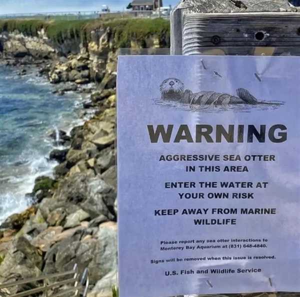 加州海獭频繁偷抢冲浪板:原来是怀孕导致性情大变插图5 加州海獭频繁偷抢冲浪板:原来是怀孕导致性情大变