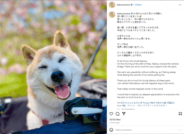 全世界最著名的狗狗 去世了插图 全世界最著名的狗狗 去世了