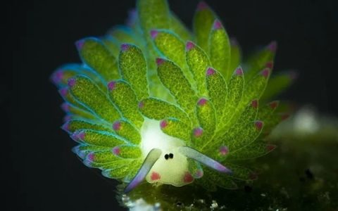 叶羊太萌了！吃进叶绿体 变身“混动”生物