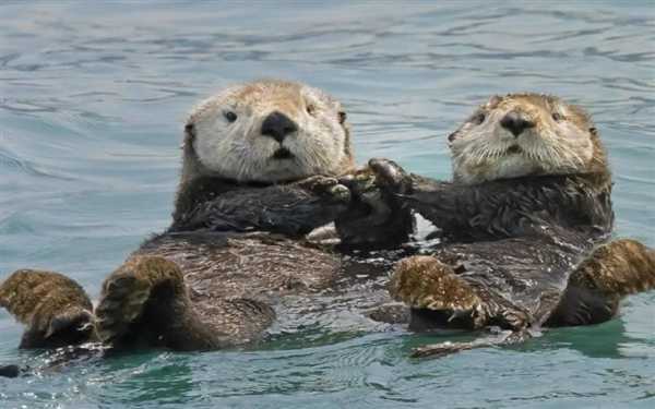 加州海獭频繁偷抢冲浪板:原来是怀孕导致性情大变插图7 加州海獭频繁偷抢冲浪板:原来是怀孕导致性情大变