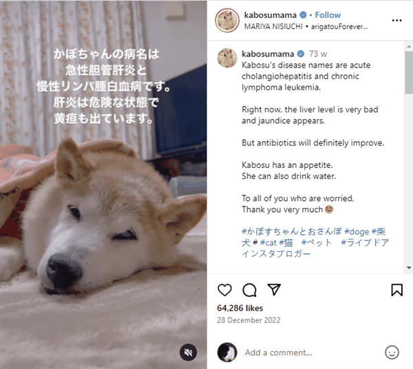 全世界最著名的狗狗 去世了插图20 全世界最著名的狗狗 去世了