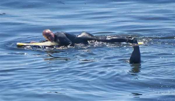 加州海獭频繁偷抢冲浪板:原来是怀孕导致性情大变插图8 加州海獭频繁偷抢冲浪板:原来是怀孕导致性情大变