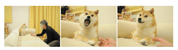 全世界最著名的狗狗 去世了插图3 全世界最著名的狗狗 去世了