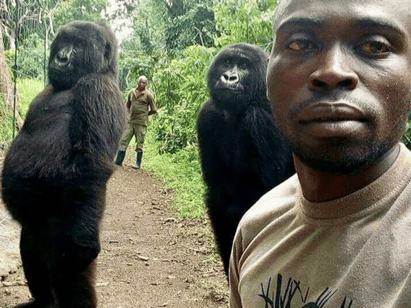 大猩猩身材魁梧 丁丁2.8厘米就够用！独享伴侣毫无压力