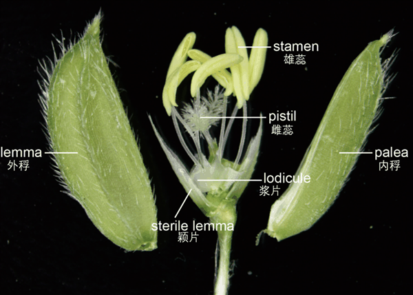 间谍窃取我国杂交水稻种子 后果有多严重插图2 间谍窃取我国杂交水稻种子 后果有多严重