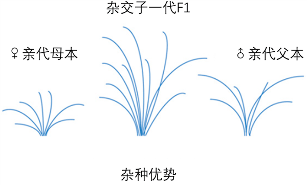 间谍窃取我国杂交水稻种子 后果有多严重插图1 间谍窃取我国杂交水稻种子 后果有多严重