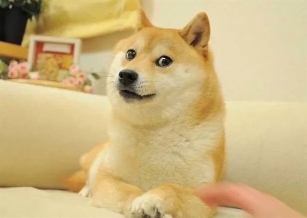 全世界最著名的狗狗 去世了插图1 全世界最著名的狗狗 去世了