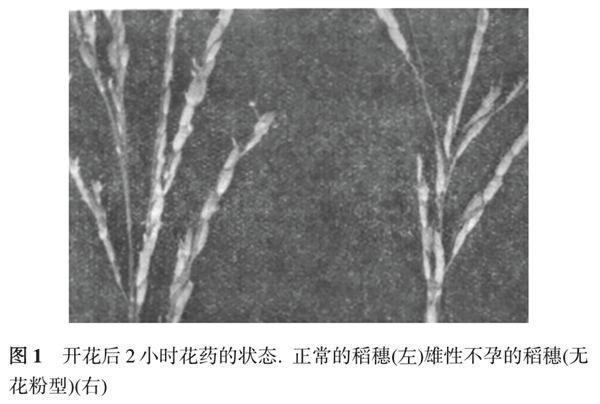 间谍窃取我国杂交水稻种子 后果有多严重插图4 间谍窃取我国杂交水稻种子 后果有多严重
