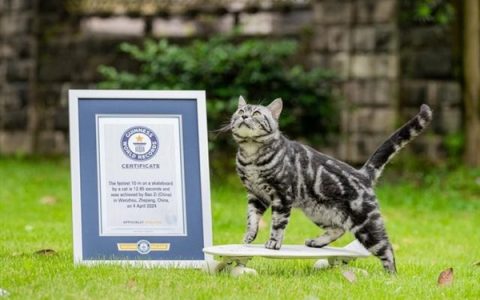 温州一只猫创吉尼斯纪录：12.85秒完成10米滑板滑行