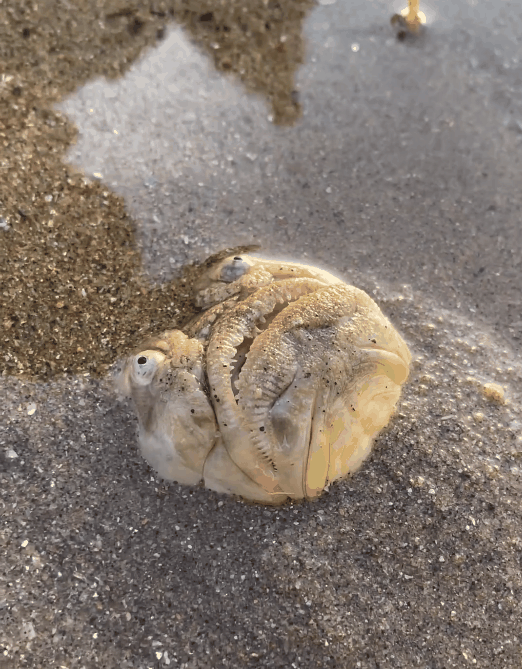 这种得像一道黑暗料理的鱼：像极了上班时发呆的你