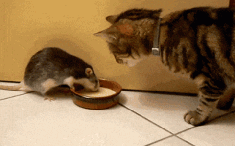 在那么多的猫科动物中 为啥祖先只驯化了一种猫