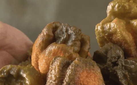 美国14岁少年挑战最辣玉米片被辣死：科普世界十大最辣辣椒