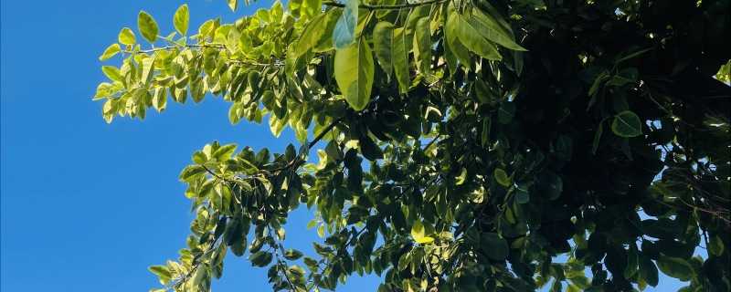 湿地退化是什么意思 湿地退化的危害和治理措施