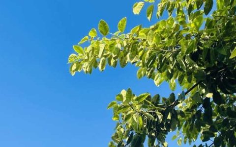 今明两天湖南阳光持续在线  长沙最高温冲到31℃