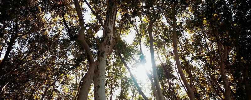 森林资源的类型分布 森林资源有哪些插图 森林资源的类型分布 森林资源有哪些