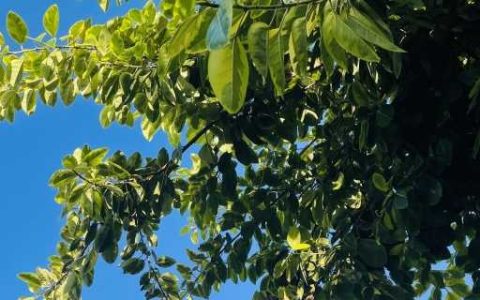 三伏天是指哪个季节的一段时间 每年的三伏天从啥时候开始