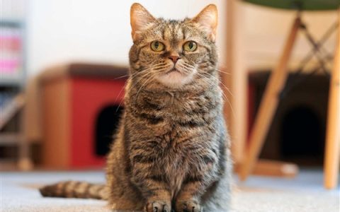 猫咪做完绝育手术一脸生无可恋：从此喵生再无杂念