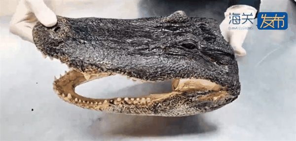 无奇不有 男子竟在行李箱藏鳄鱼头