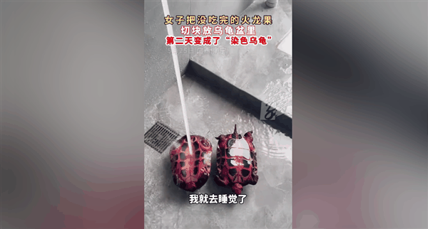 神奇一幕：女子喂乌龟火龙果第2天获炫彩神龟 专家释疑