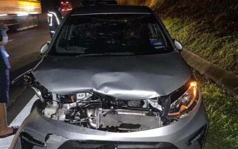 马来西亚一只猛虎横穿马路时被撞死：行车记录仪曝光